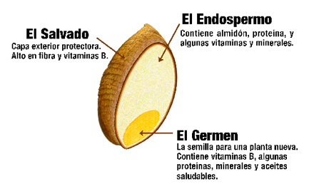 El grano Partes del grano