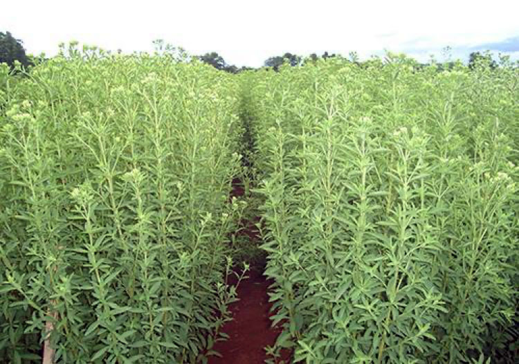 images_temas_23_stevia_interna_articulo